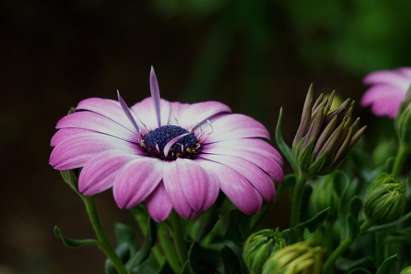 Botanical accents