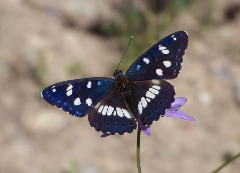 Nymph-like Beauty